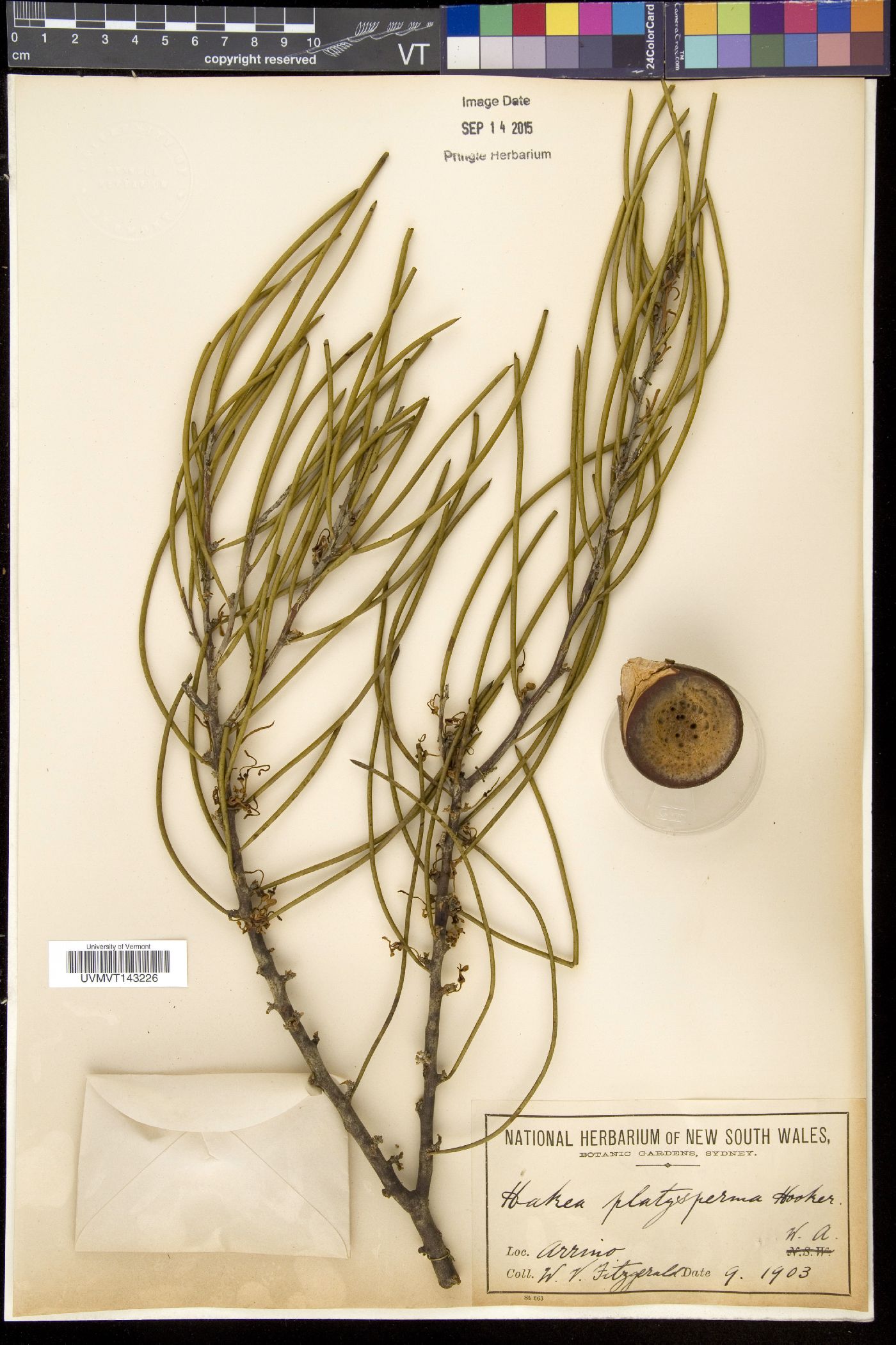 Hakea platysperma image