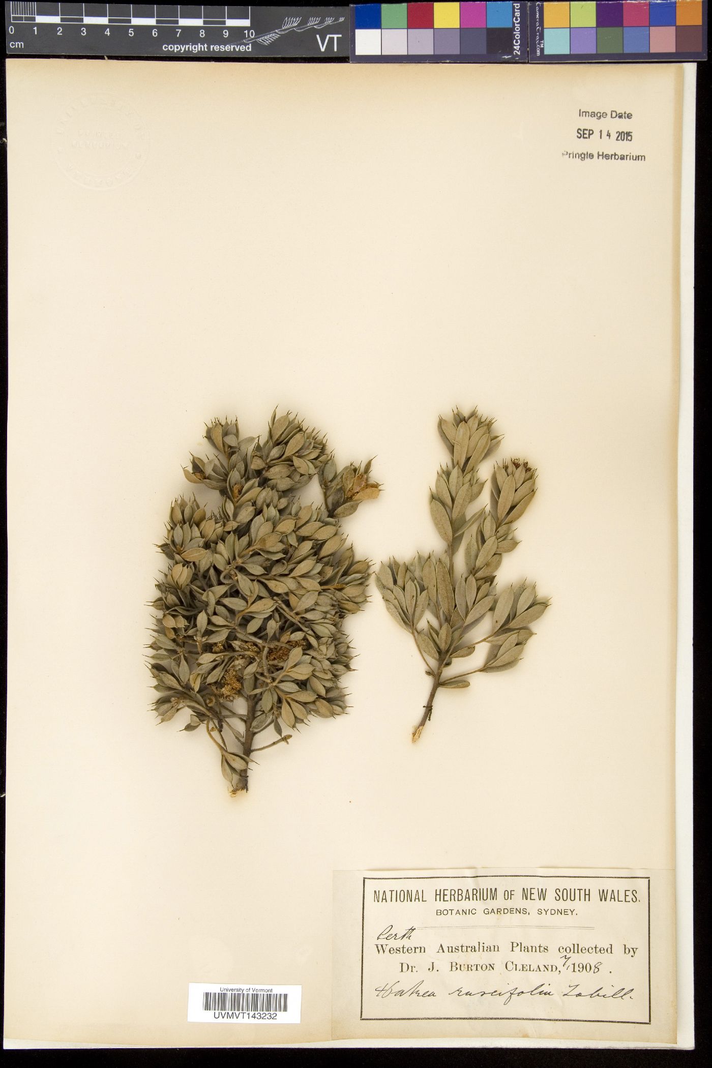 Hakea ruscifolia image