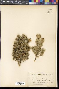 Media resource of Hakea ruscifolia