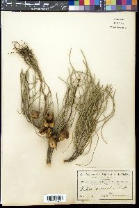 Hakea drupacea image