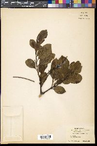 Helicia cochinchinensis image