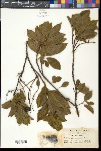 Helicia cochinchinensis image