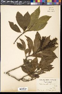 Helicia cochinchinensis image