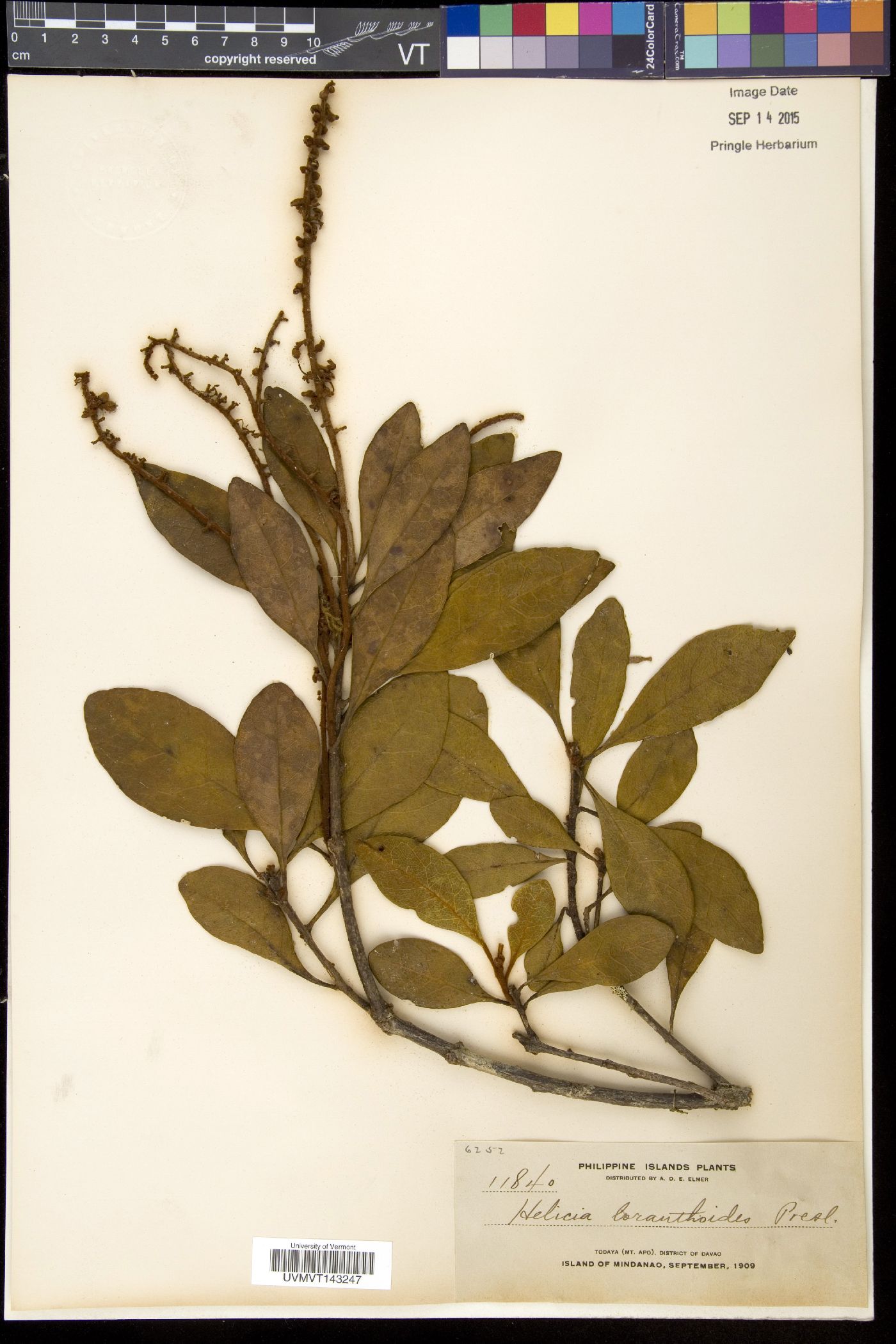 Helicia loranthoides image