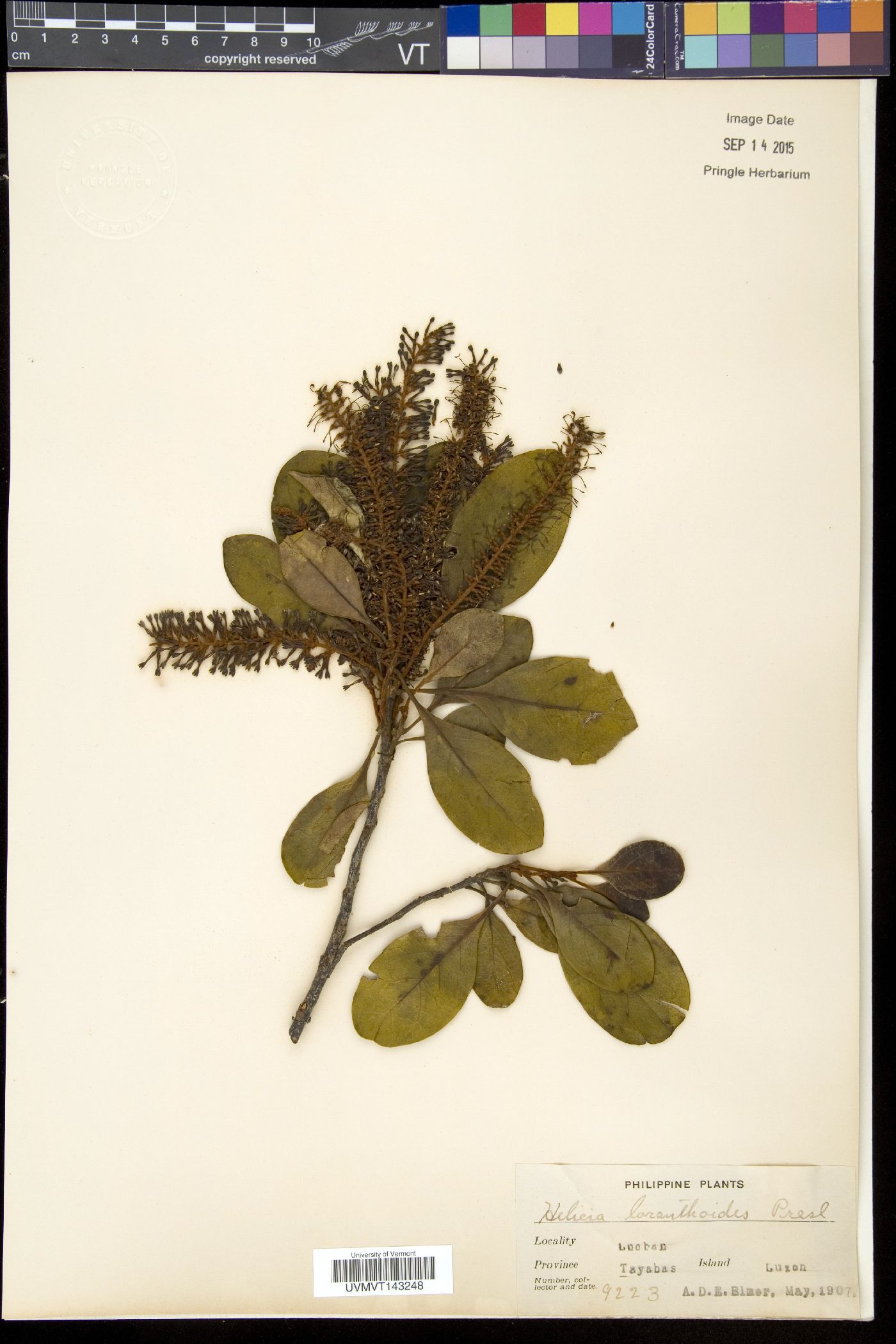 Helicia loranthoides image