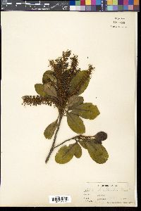 Helicia loranthoides image