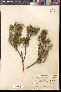 Media resource of Isopogon trilobus