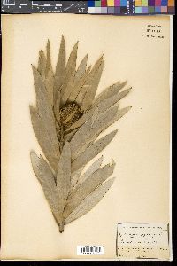 Leucadendron argenteum image