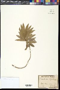 Leucadendron argenteum image