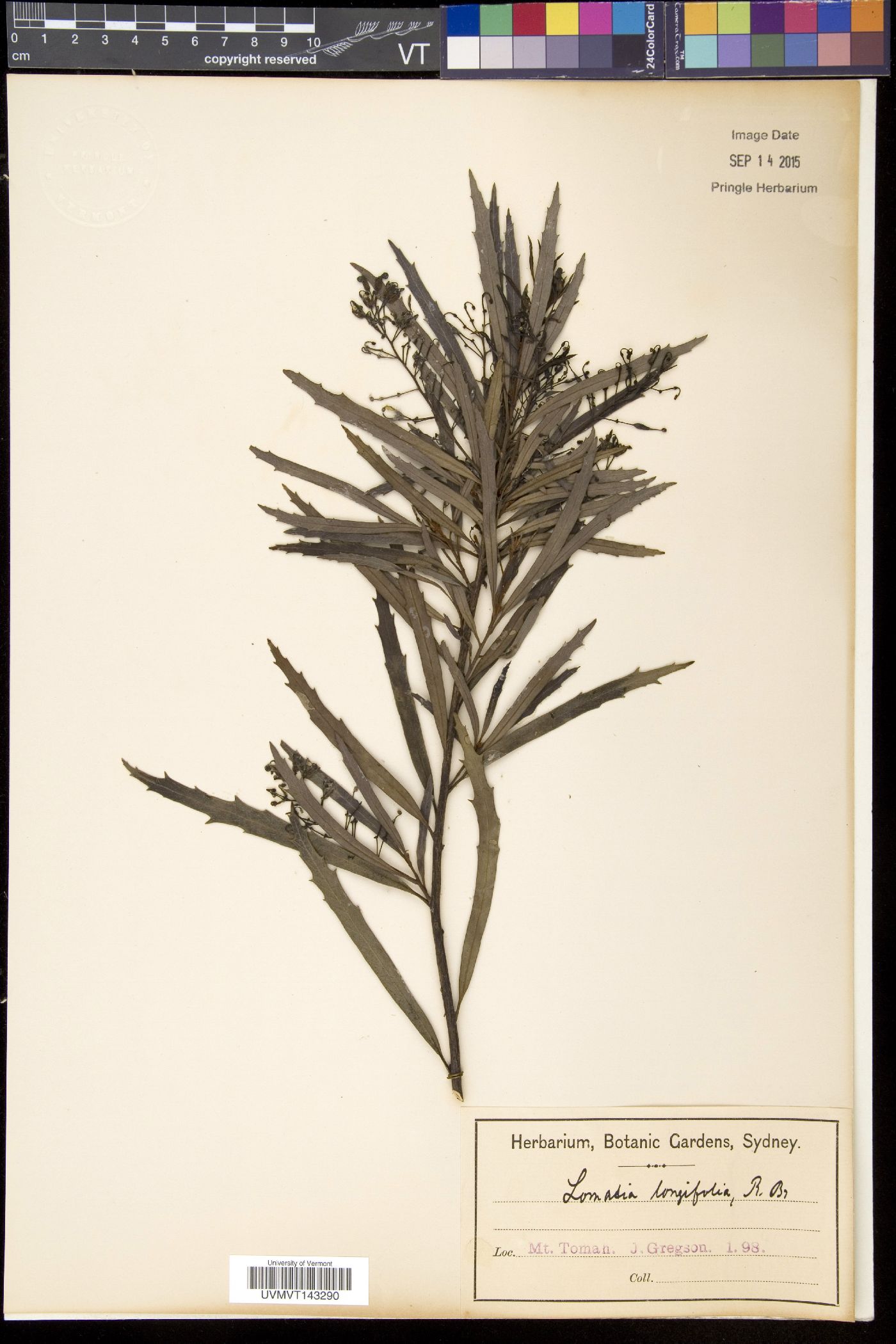 Lomatia image