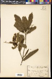 Macadamia ternifolia image