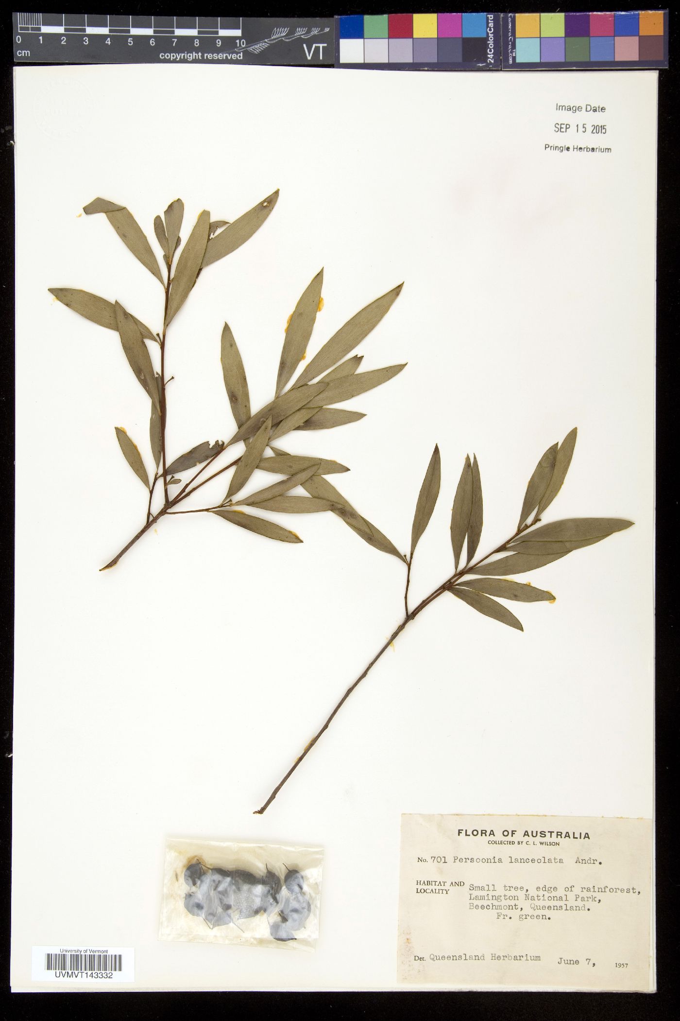 Persoonia image