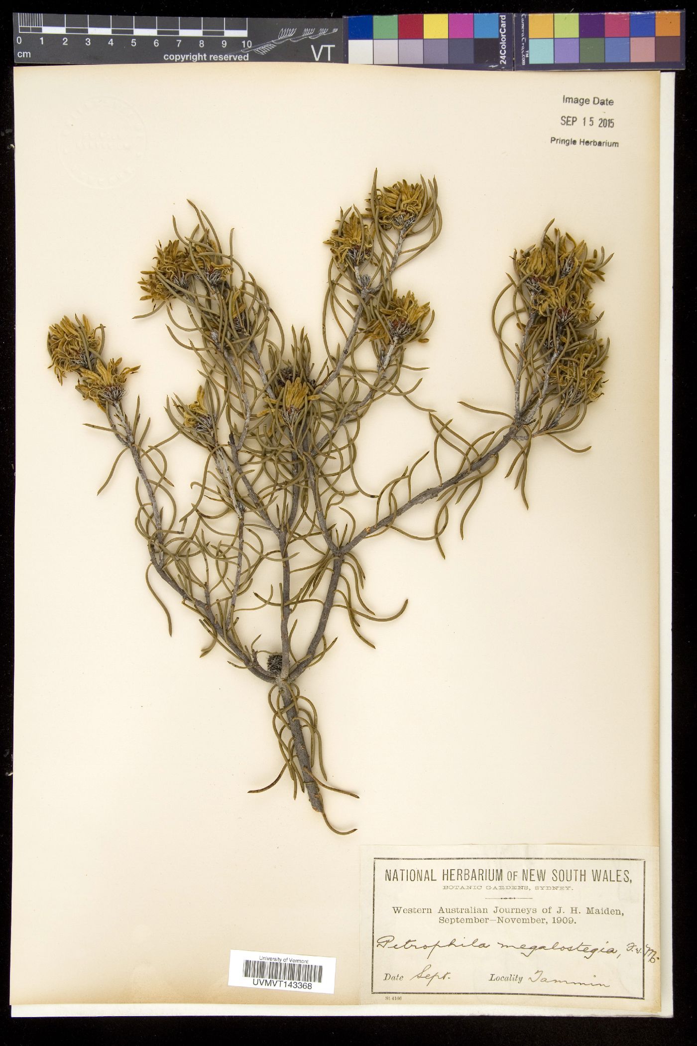 Petrophila image