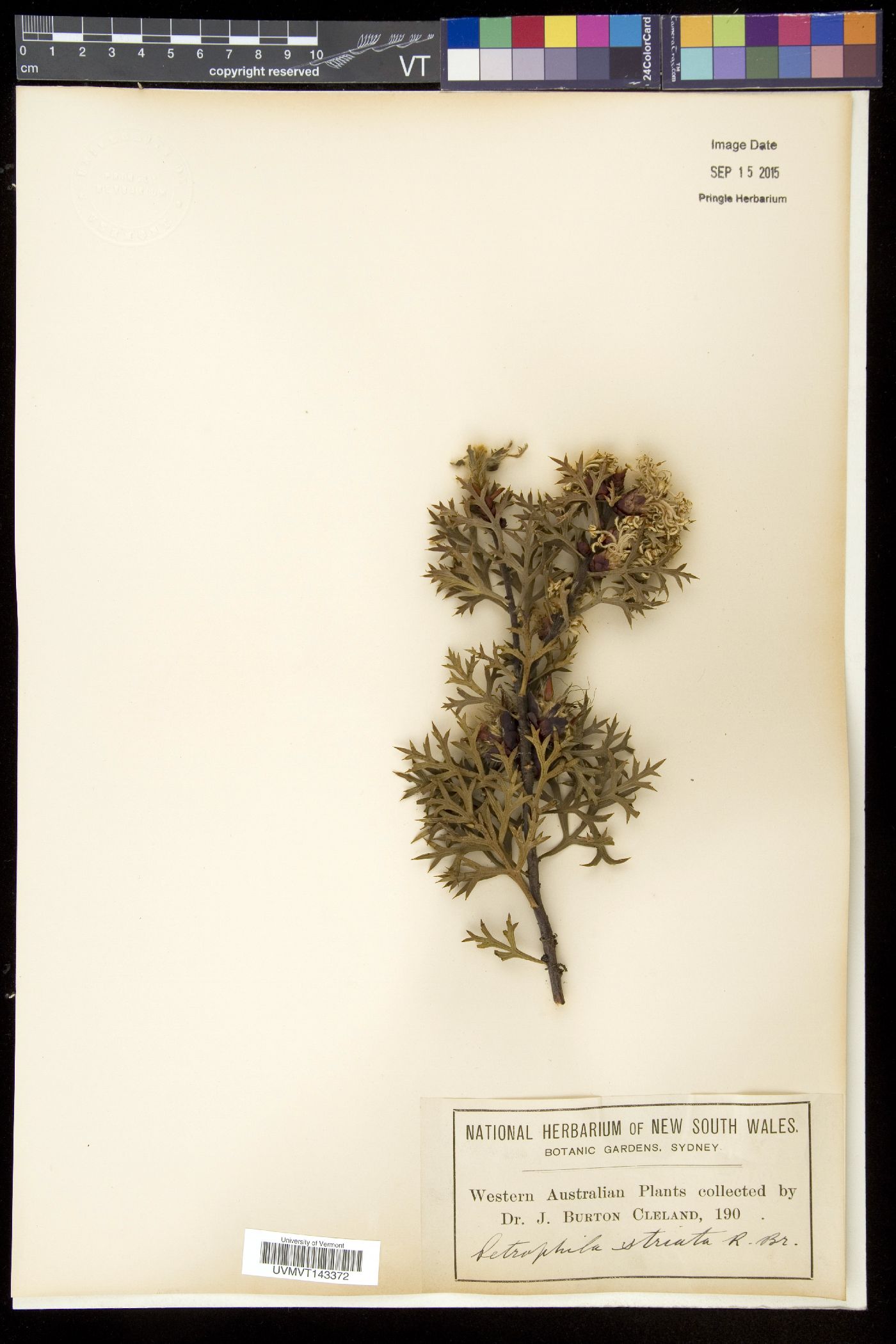 Petrophila image