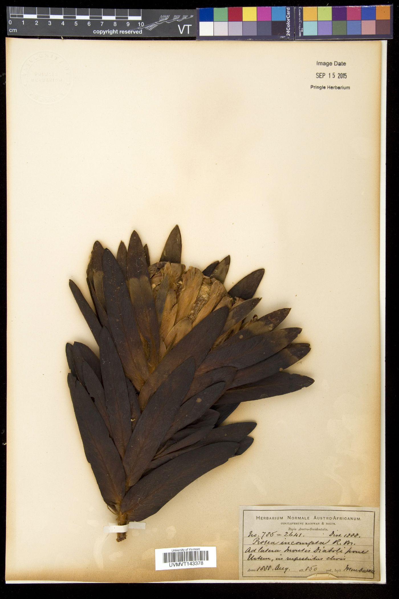 Protea coronata image
