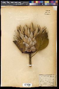 Protea cynaroides image