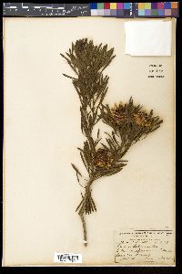 Protea scolymocephala image