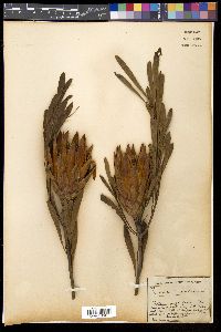 Protea mellifera image