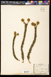 Serruria millefolia image