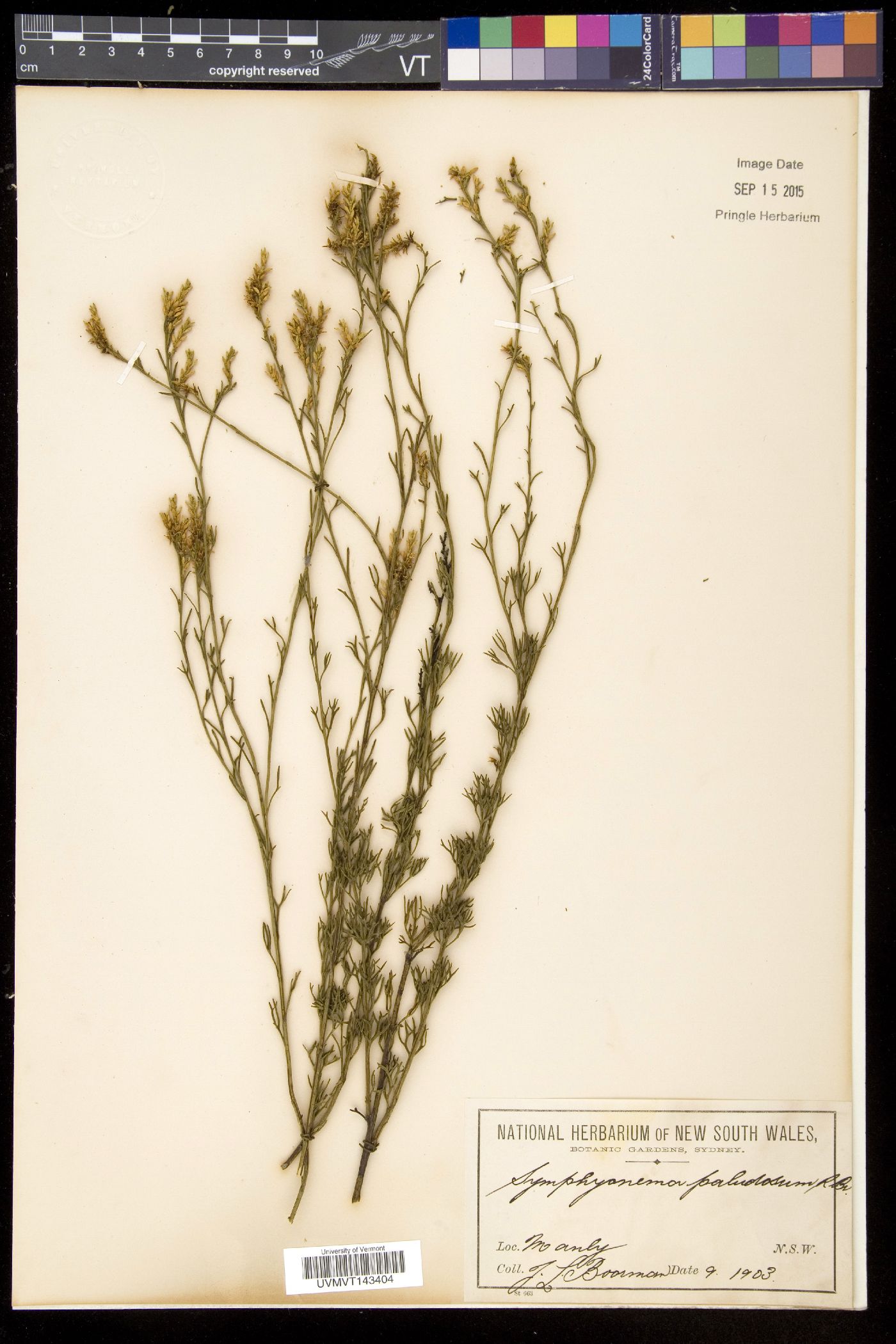 Symphyonema image