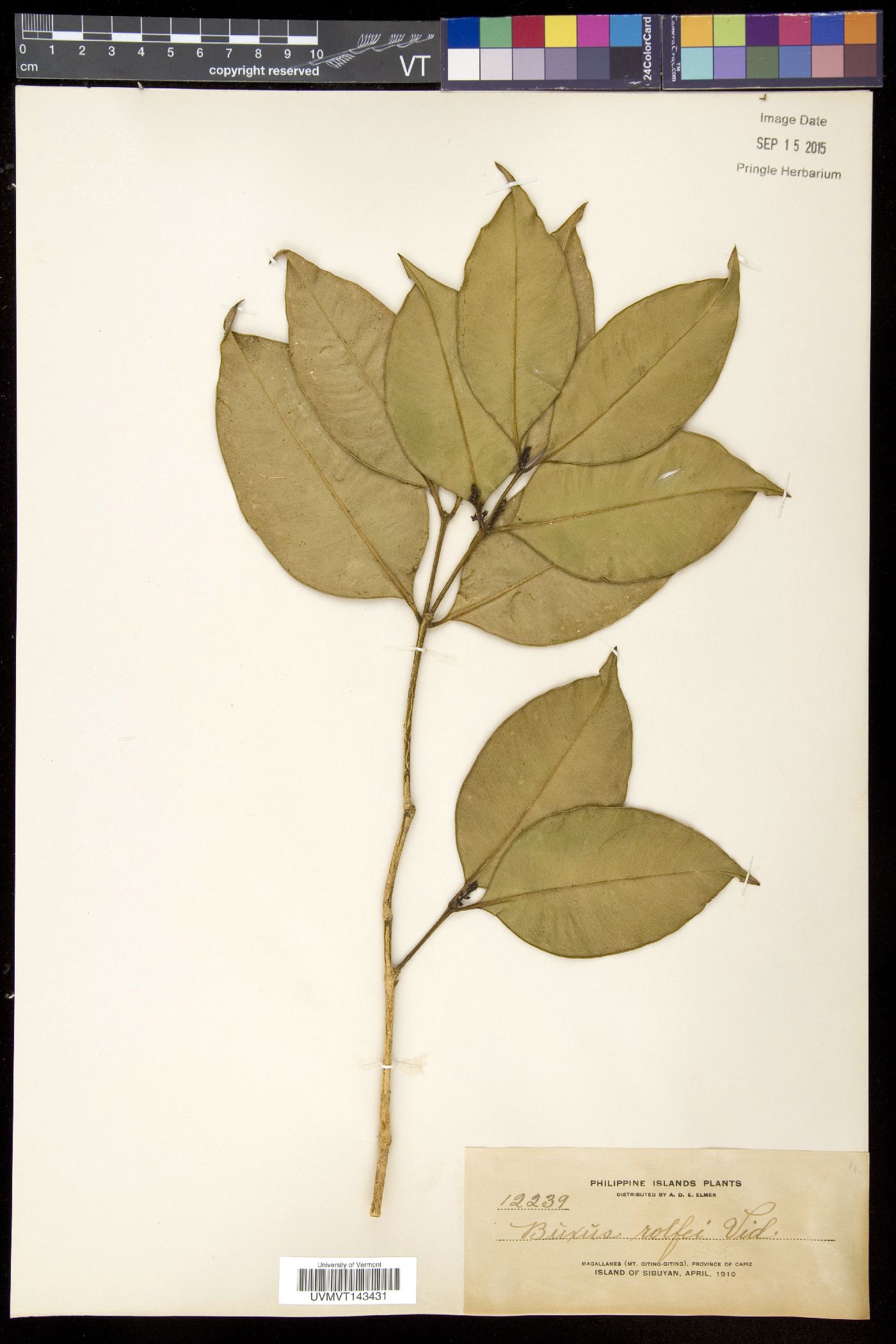 Buxus rolfei image