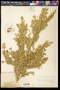 Buxus harlandii image