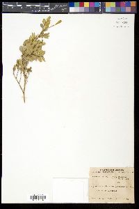 Buxus microphylla image