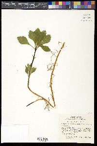 Pachysandra terminalis image