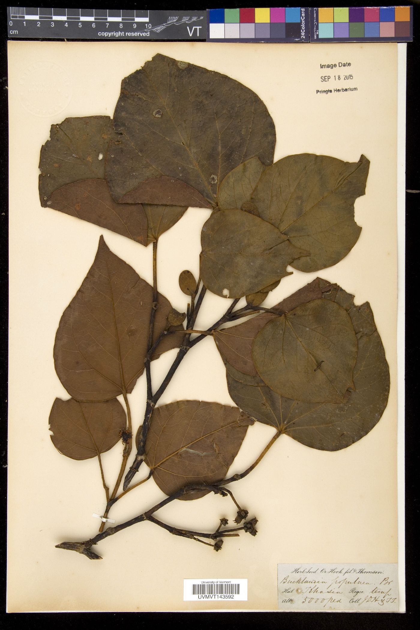 Exbucklandia populnea image