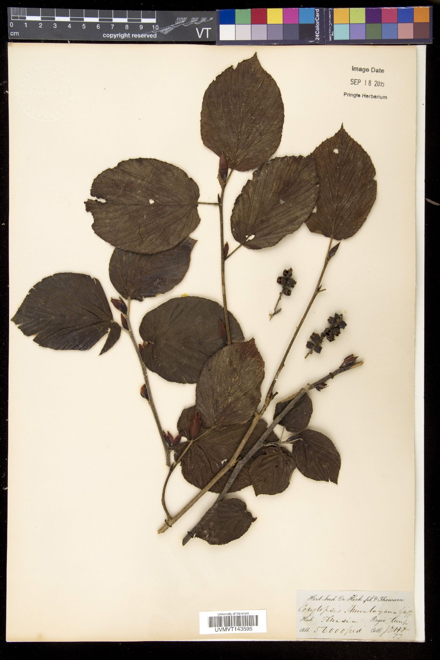 Corylopsis himalayana image