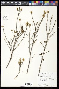 Fothergilla gardenii image