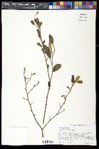 Fothergilla gardenii image