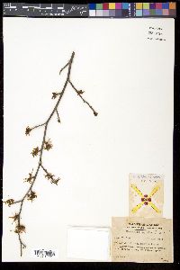 Hamamelis japonica image