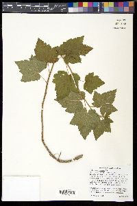 Ribes americanum image