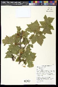 Ribes americanum image