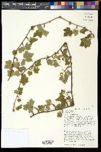 Ribes cynosbati image