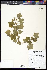 Ribes cynosbati image