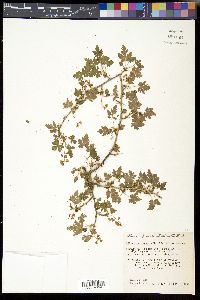 Ribes montigenum image