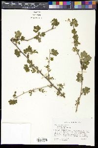 Ribes missouriense image