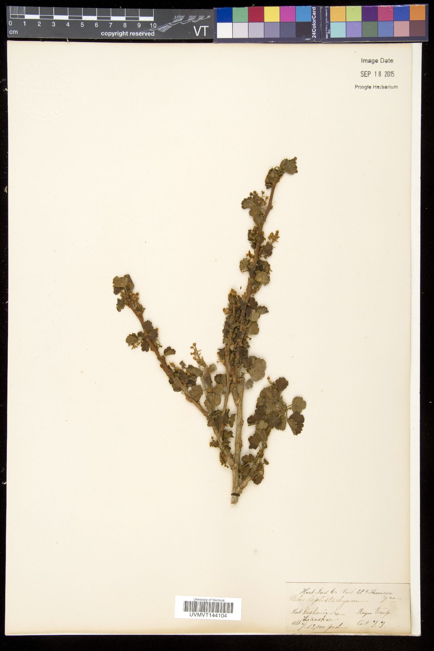 Ribes leptostachyum image
