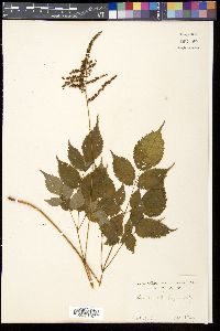 Astilbe thunbergii image