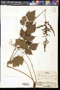 Image Associated With the Occurence