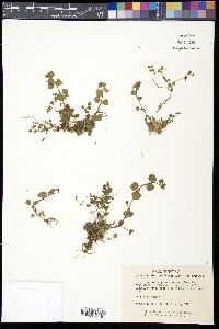 Chrysosplenium americanum image