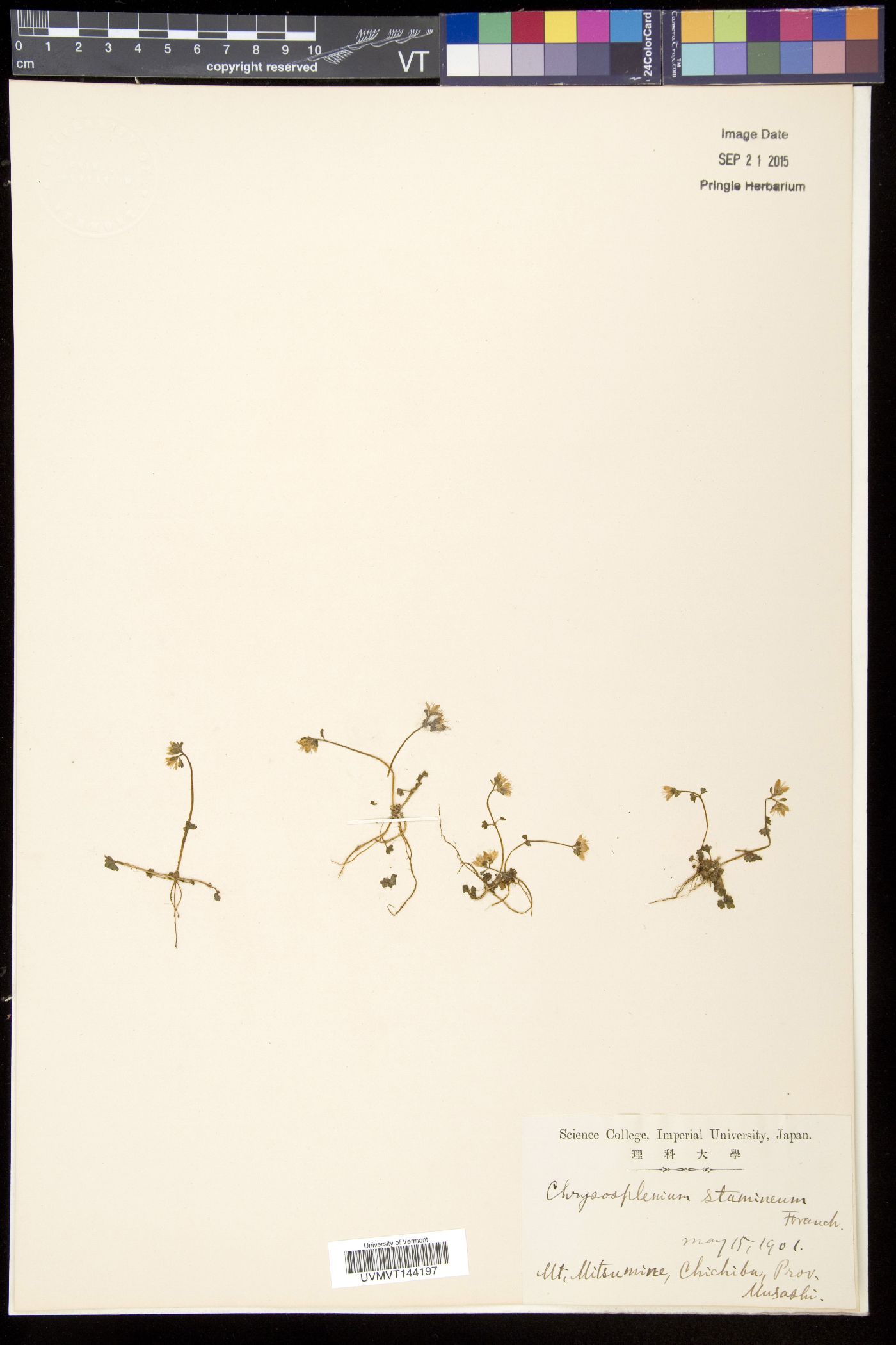 Chrysosplenium album image