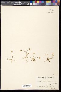 Chrysosplenium album image