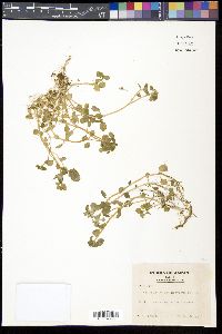 Media resource of Chrysosplenium grayanum