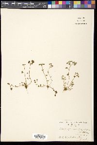 Chrysosplenium flagelliferum image