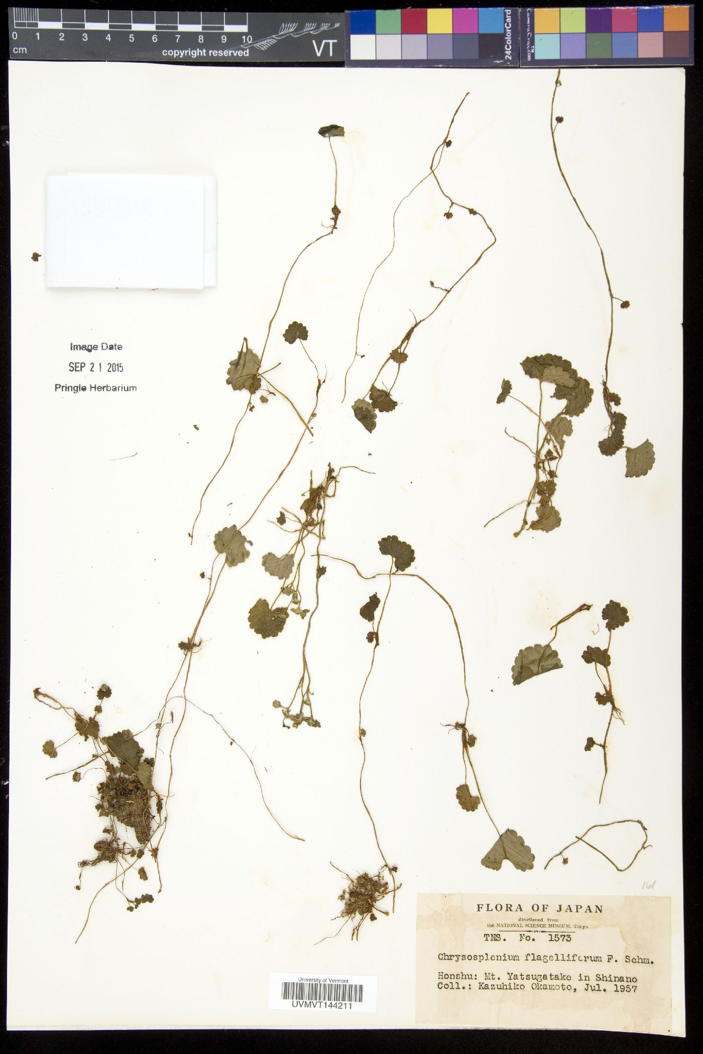 Chrysosplenium flagelliferum image