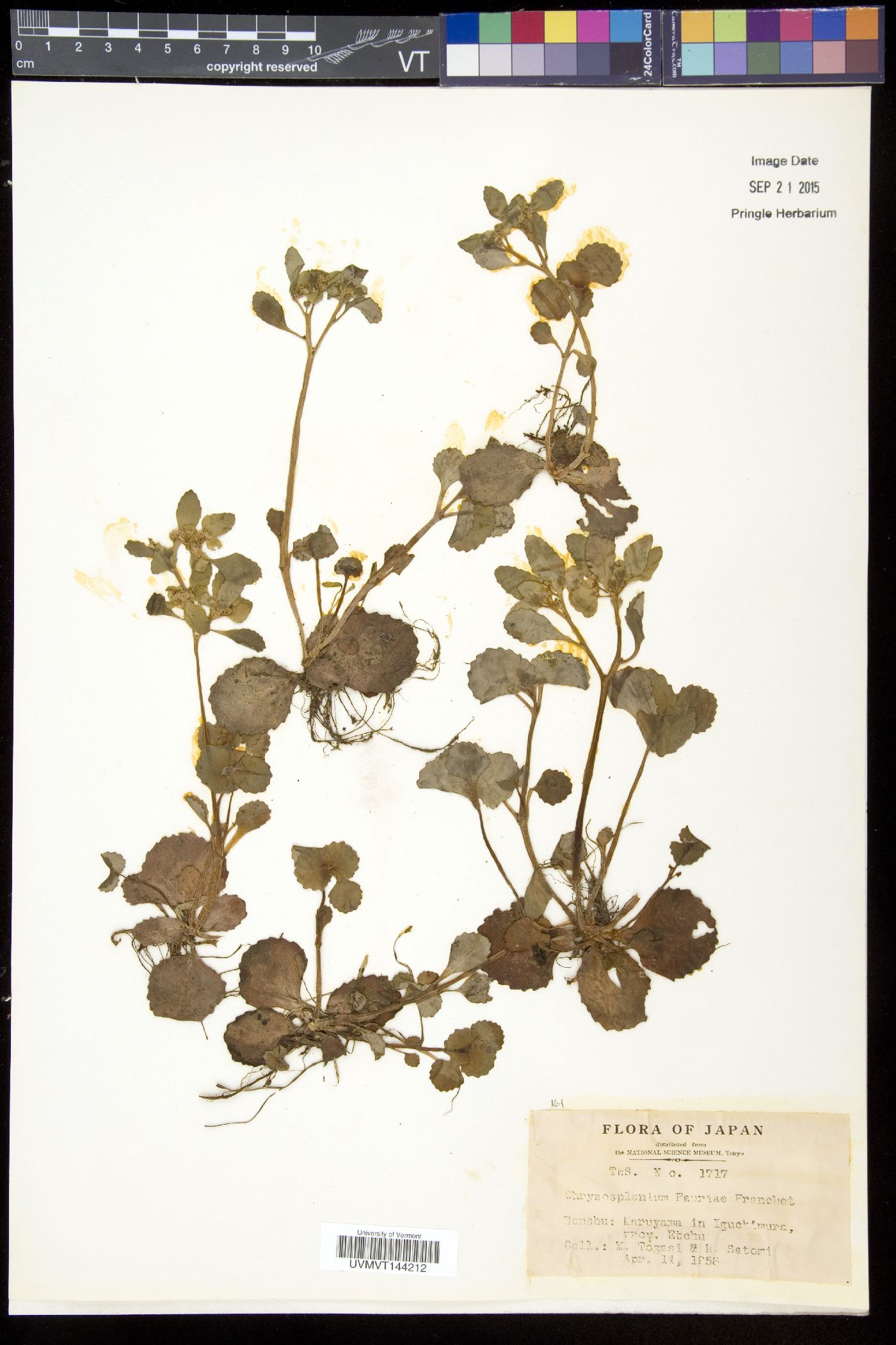 Chrysosplenium fauriae image