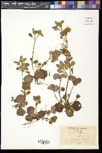 Chrysosplenium fauriae image